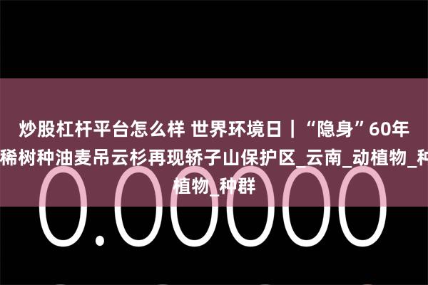 炒股杠杆平台怎么样 世界环境日｜“隐身”60年 珍稀树种油麦吊云杉再现轿子山保护区_云南_动植物_种群