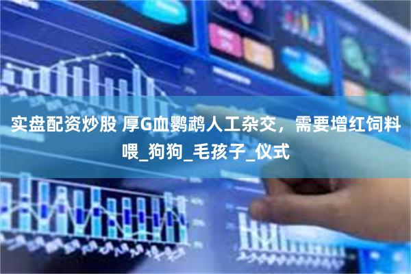 实盘配资炒股 厚G血鹦鹉人工杂交，需要增红饲料喂_狗狗_毛孩子_仪式